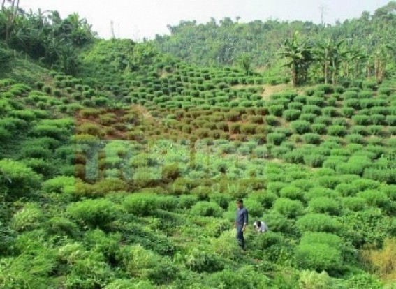 Smuggling of marijuana at a rise ahead of Durga Puja Smuggling of marijuana at a rise ahead of Durga Puja